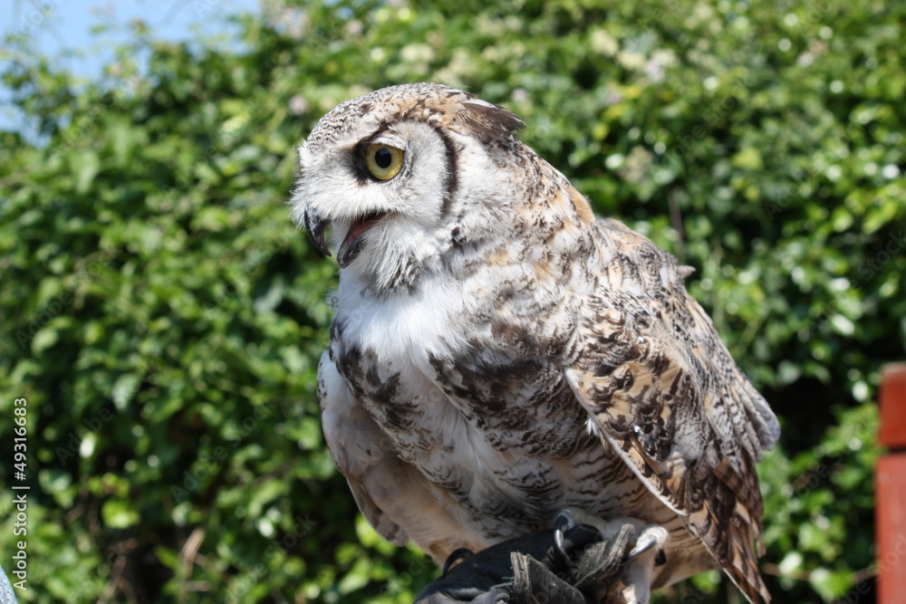 Obraz premium owl closeup