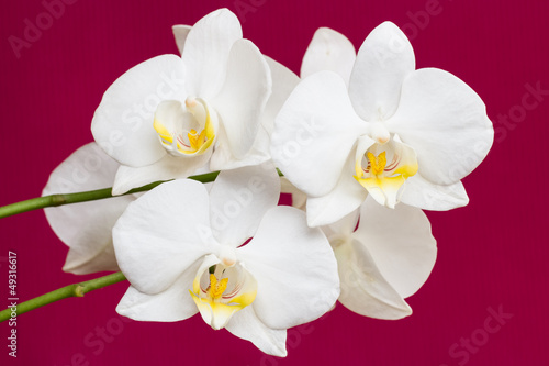 Orchidee-Blüten vor rotem Hintergrund