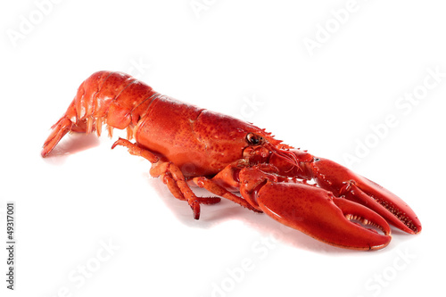 freshly cooked lobster