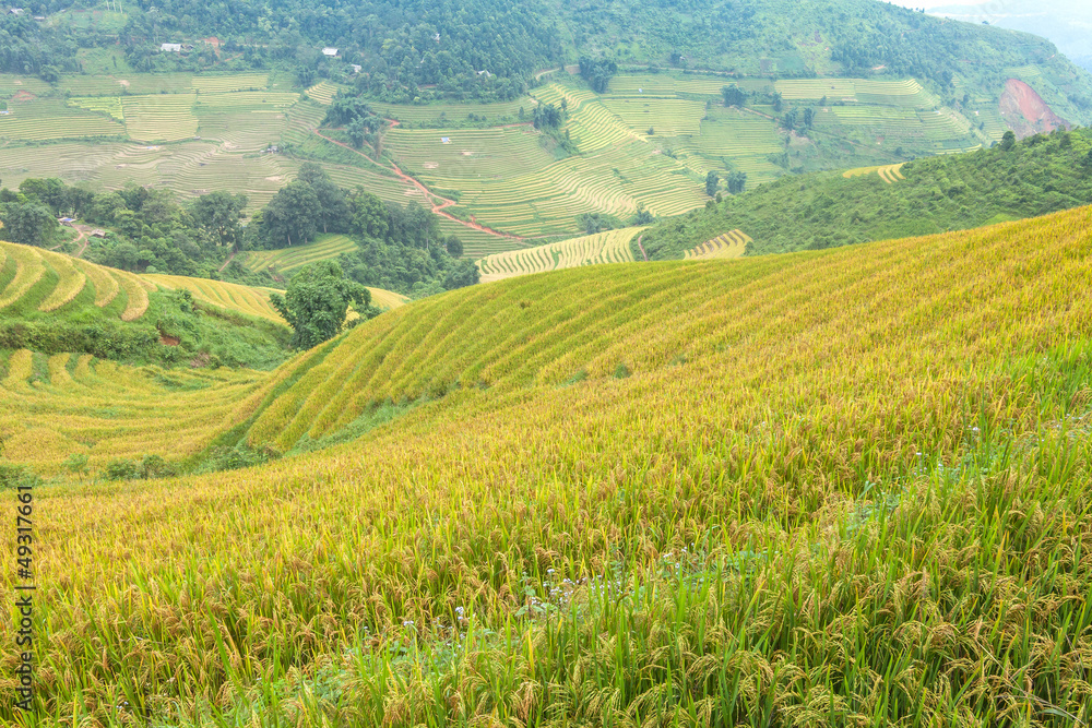 Fototapeta premium Rice terraces in the mountains