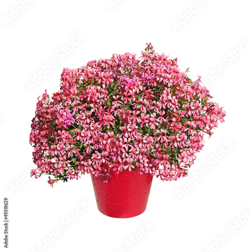 Fototapeta Naklejka Na Ścianę i Meble -  pot de géranium lierre rose