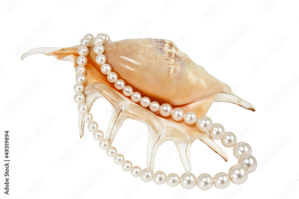 sea shell and pearl beads on a white background sea shell and pearl beads on a white background