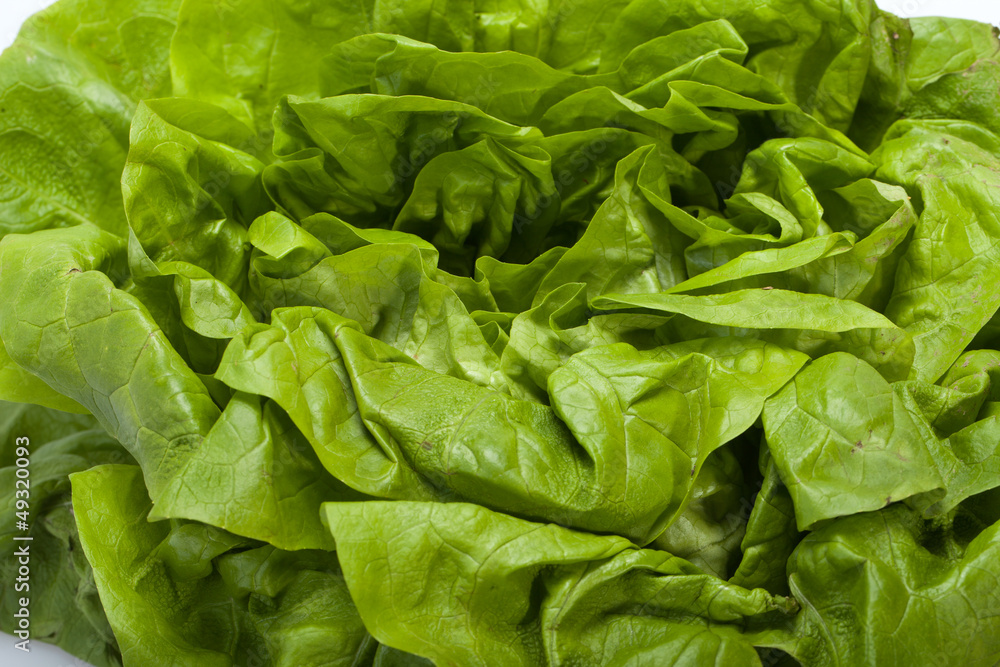 Fresh green Lettuce salad isolated on white background Fresh green Lettuce salad isolated on white background
