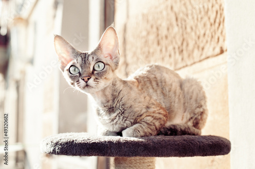 Fototapeta Naklejka Na Ścianę i Meble -  Devon rex cat sitting on the balcony on scratching post