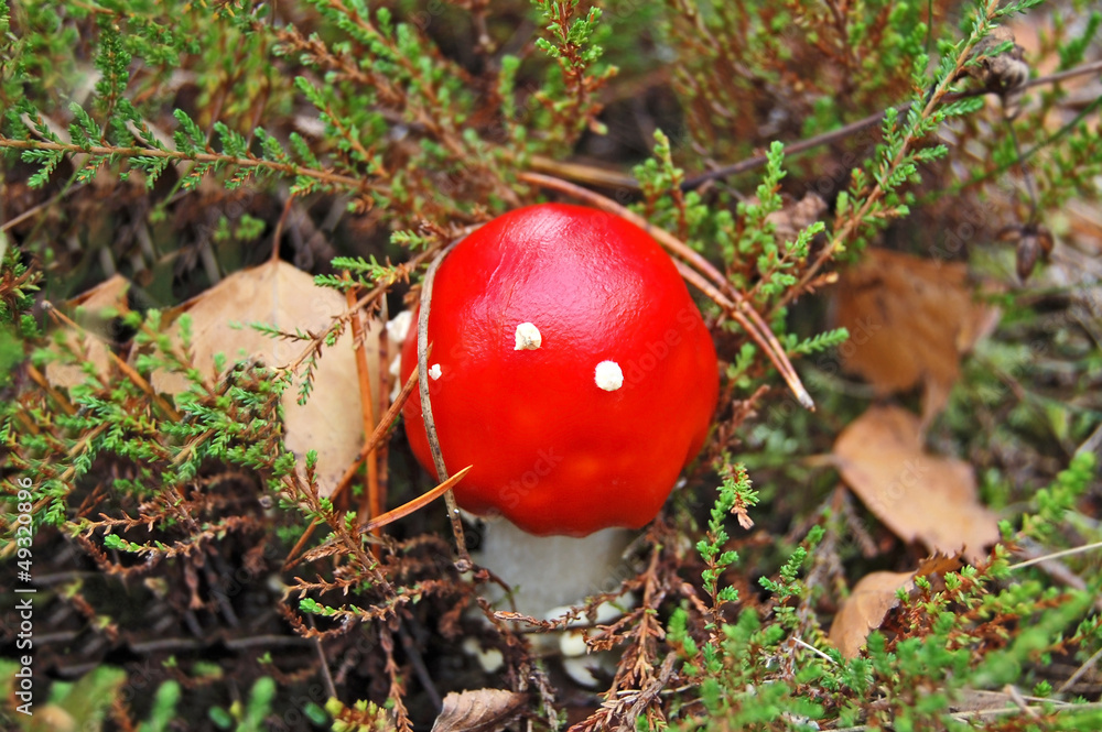 Amanita muscaria mushroom growing in autumn forest Amanita muscaria mushroom growing in autumn forest