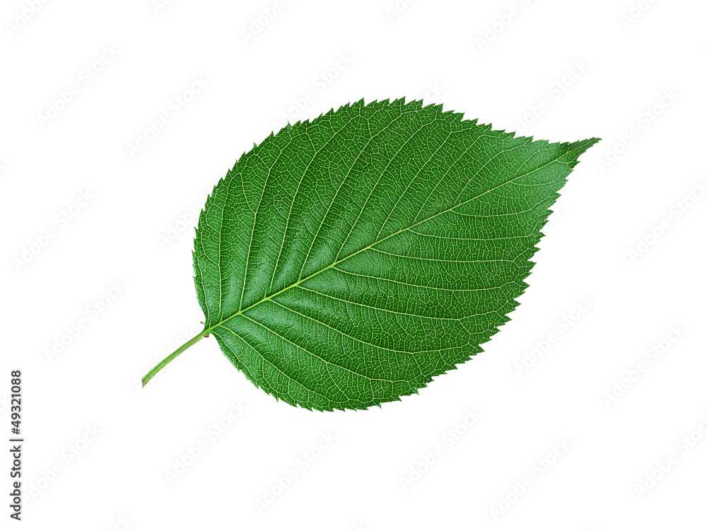 Obraz premium Beautiful green leaf isolated on white