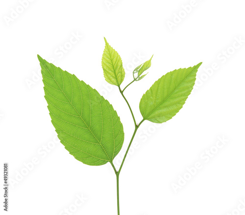 green birch leaves isolated on white