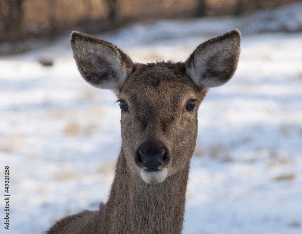 Calf Calf