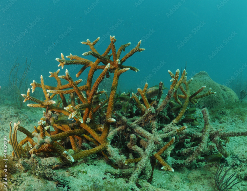 Fototapeta premium Staghorn coral in underwater seascape
