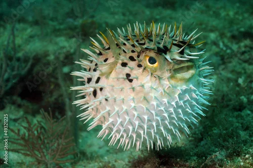 Obraz Blowfish or puffer fish in ocean