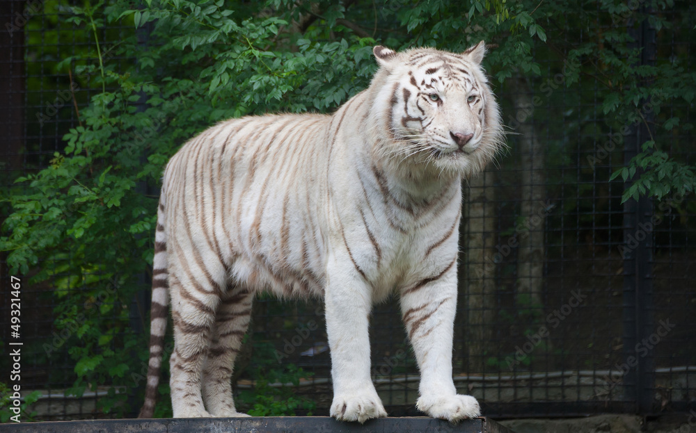 Obraz premium White Bengal Tiger.