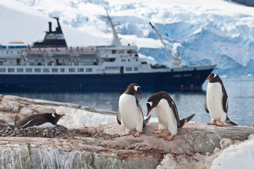 Fotobehang Zuidpoolgebied Ezelspinguïns voor cruiseschip Antarctica  © Klaas Köhne