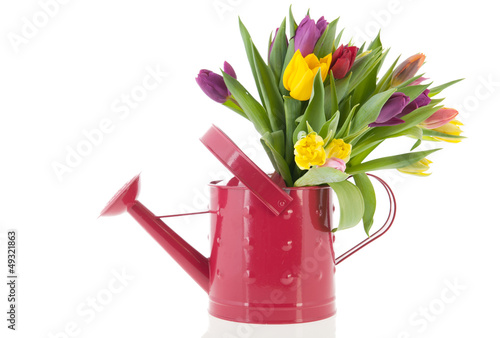 Watering can with bouquet tulips