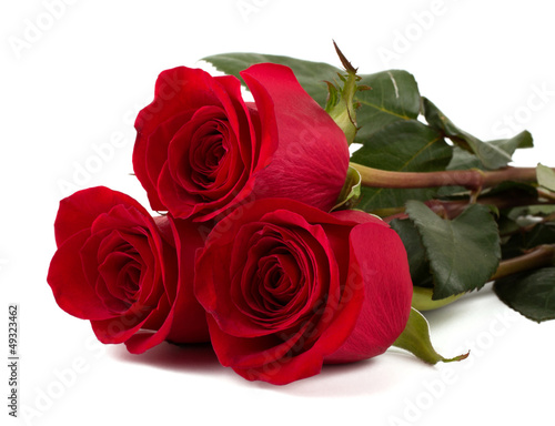 Beautifula red roses isolated on white background