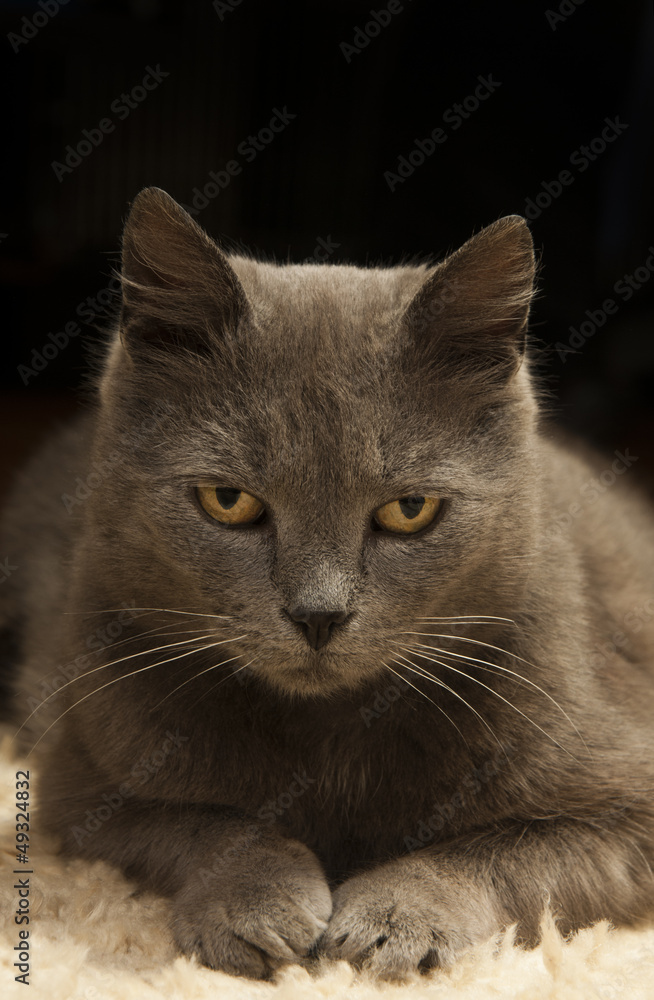 portrait of  cat closeup