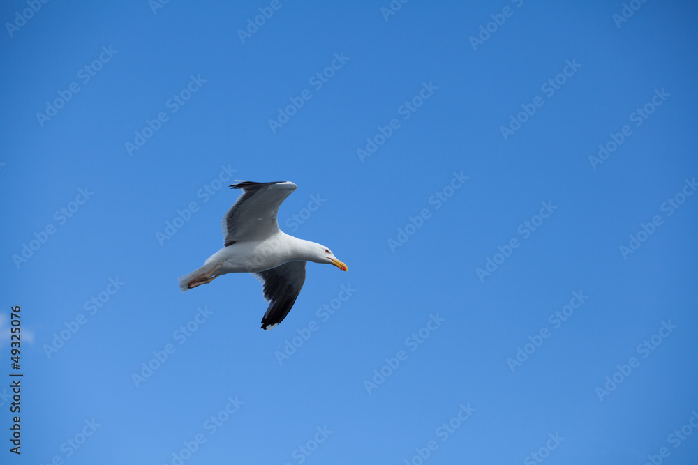 seagull in flight