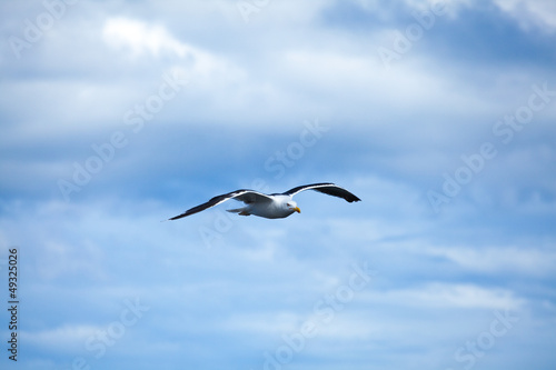 seagull in flight © JPchret