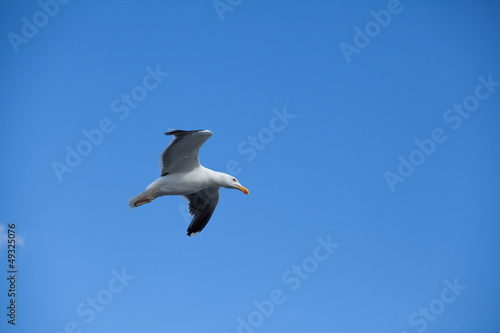 seagull in flight