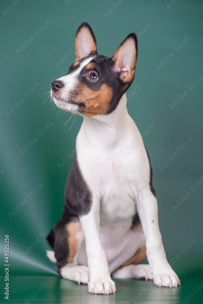 Little Basenji puppy, 2 mounth, on the green