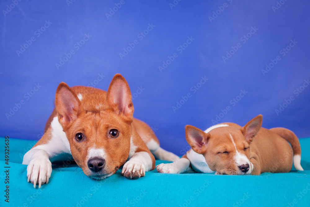 Little basenji puppy (1,5 month old) with mother Little basenji puppy (1,5 month old) with mother