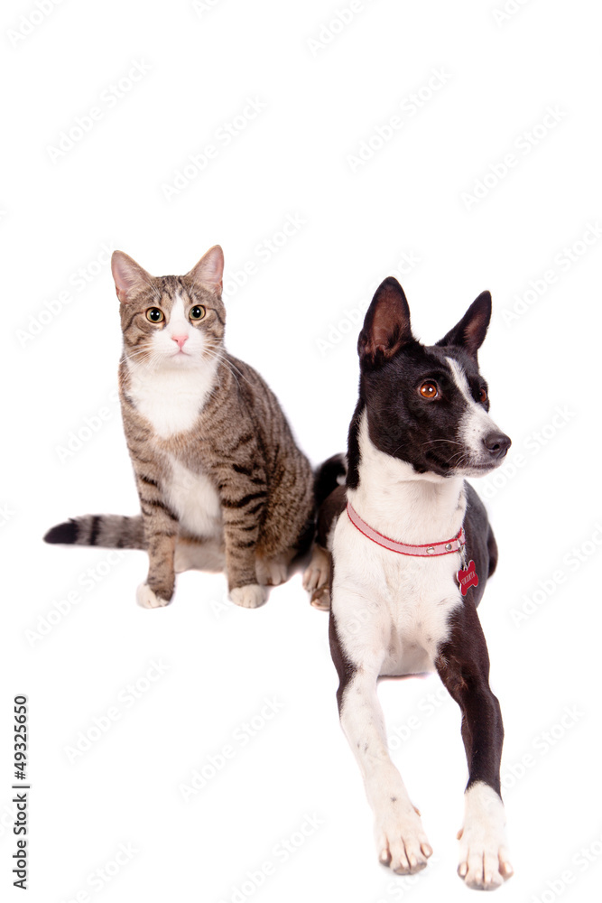 Playful tabby cat with black basenji, isolated on the white