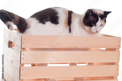 White Cat Standing In Crate