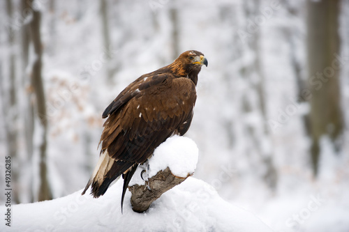Foto golden eagle