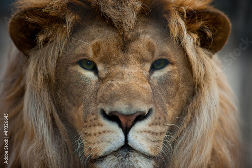 Fototapeta Naklejka Na Ścianę i Meble -  lion