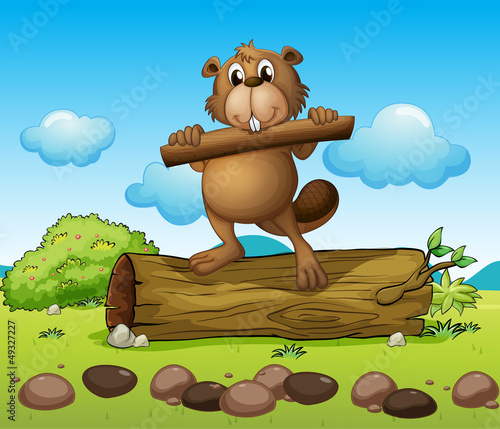 A beaver with a piece of wood