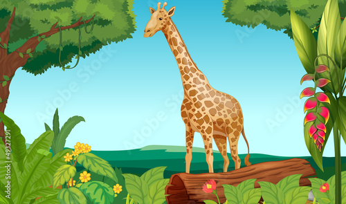 A giraffe in the forest
