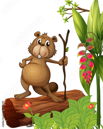 A beaver above a trunk