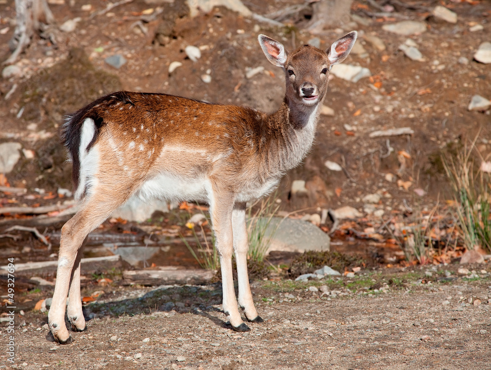 Fallow Deer Looking at the Camera Fallow Deer Looking at the Camera