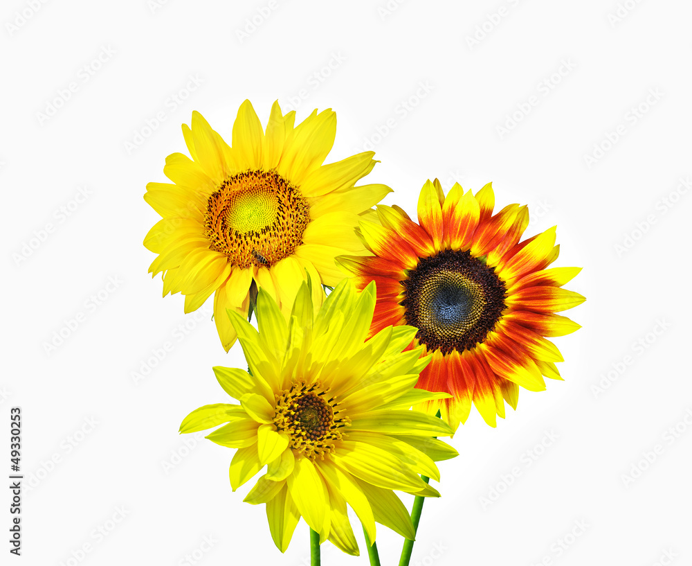 Fototapeta premium Spring flowers