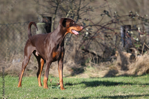 Dobermann