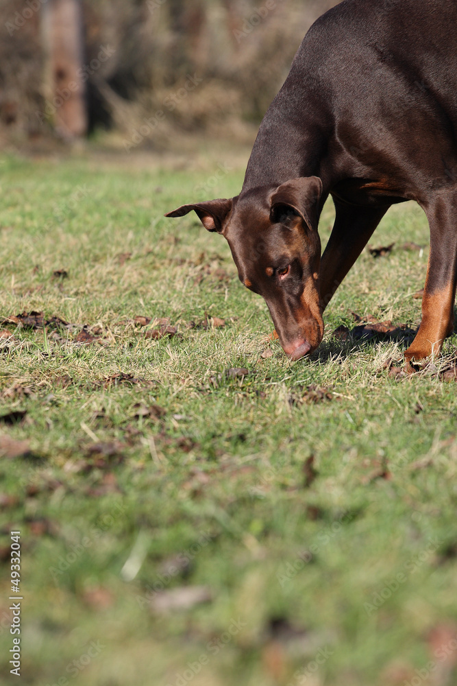 Dobermann