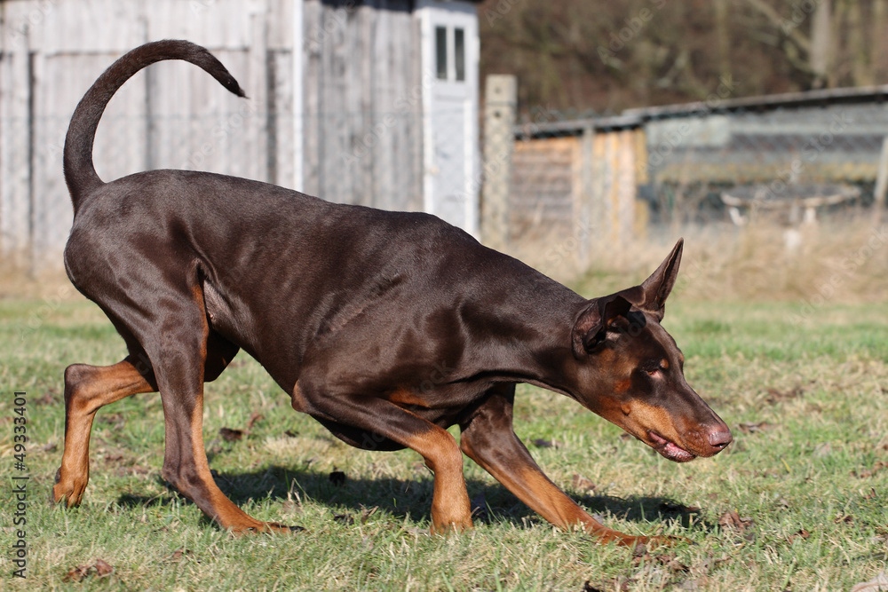 Dobermann beim Training