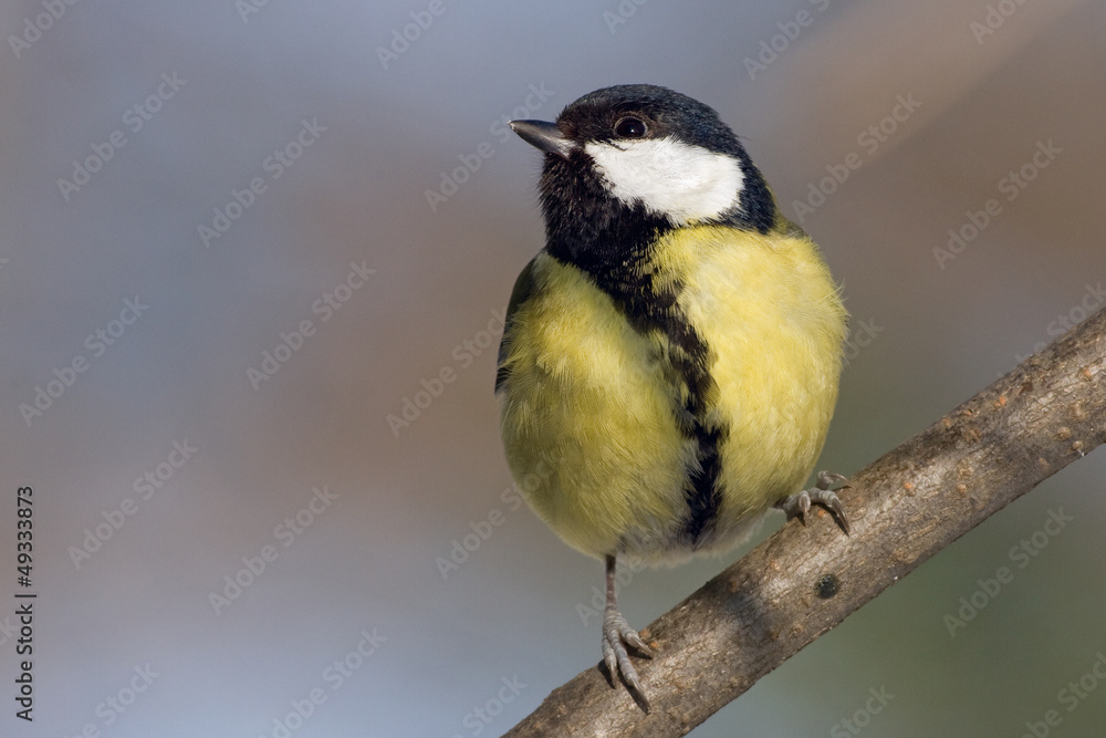 Fototapeta premium Kohlmeise