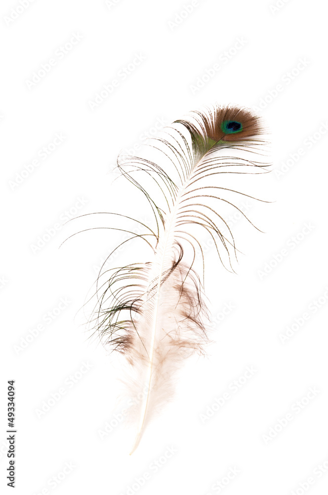Obraz premium peacock feather