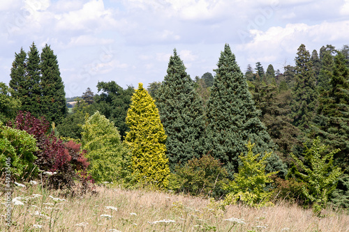 Photo Contrasting conifers