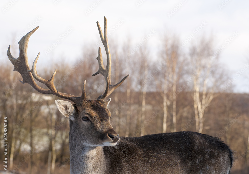 Fallow