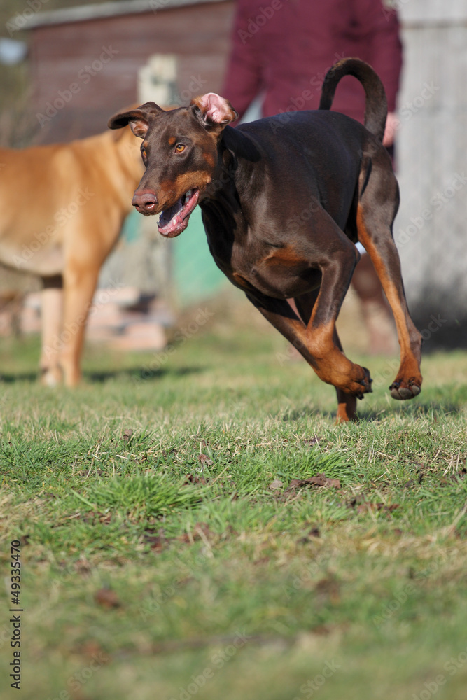 Dobermann beim Training