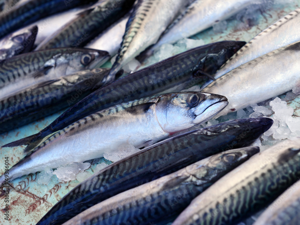 Fototapeta premium Fresh mackerel fish on ice