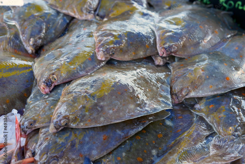 Flatfish on the stand