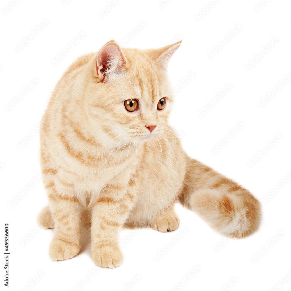 Scottish purebred cat Scottish purebred cat