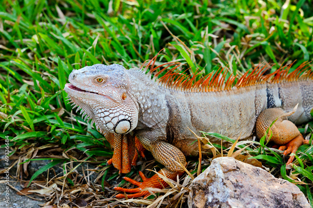 Fototapeta premium Big iguana.