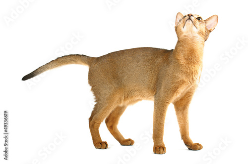 Abyssinian cat