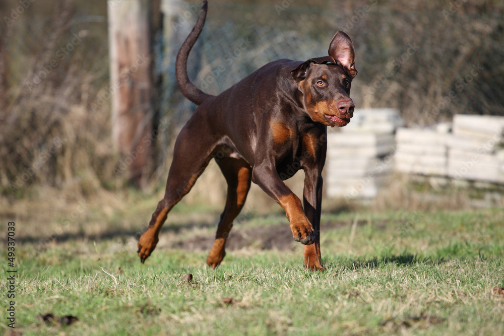 Laufender Dobermann
