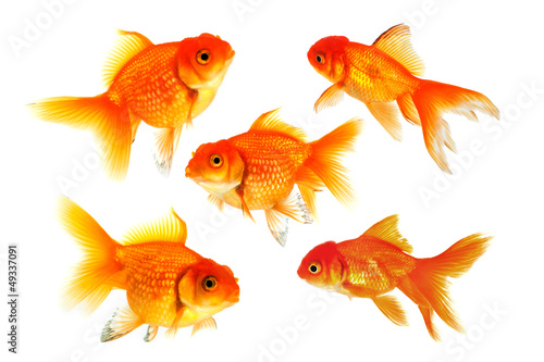 Gruppe von Goldfischen isoliert