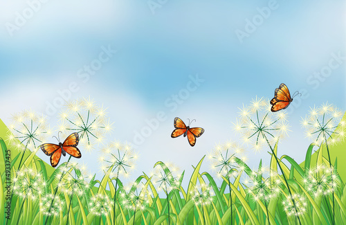 Orange butterflies