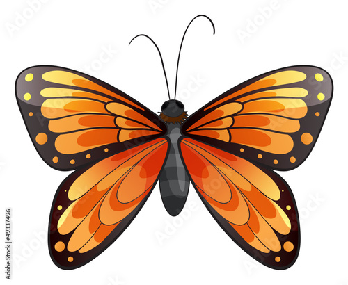 A butterfly